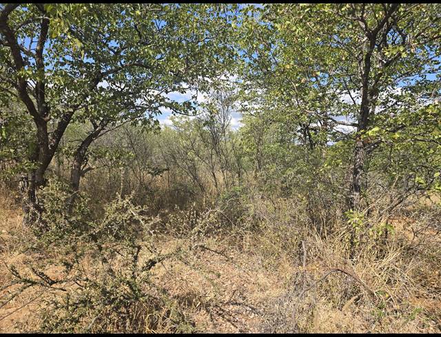 93HA FARM FOR SALE IN MOPANE
